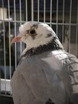 hato.JPG