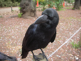 karasu1.png