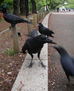 karasu2.png