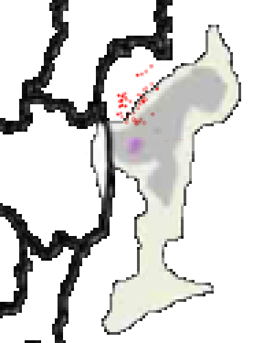 三陸沖調査捕鯨によるミンククジラ捕獲地点と福島第一原発からの放射性セシウムの拡散予測